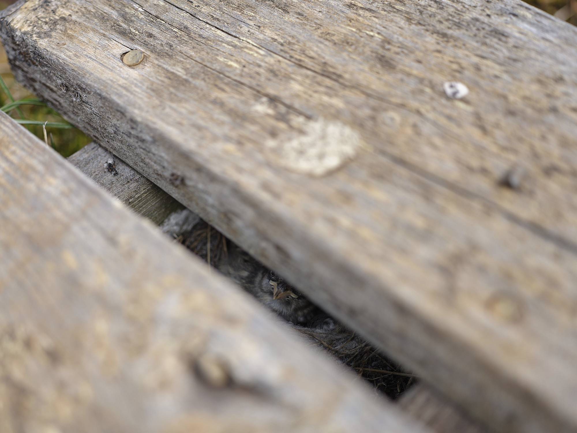 A snow bunting chick. a bird peaks through cracks in a boardwalk